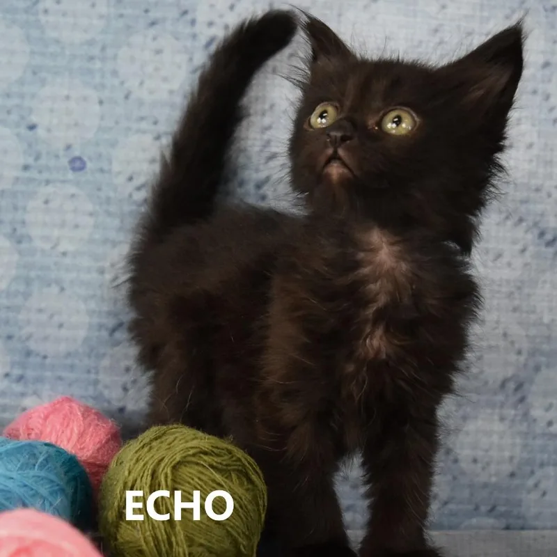Echo thumbnail 2