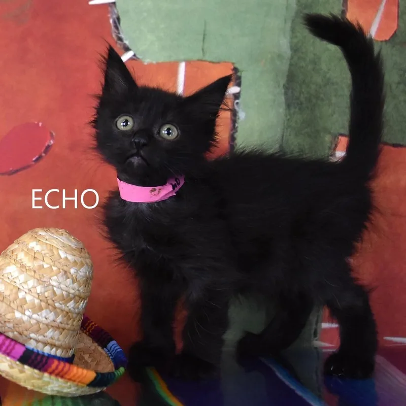 Echo thumbnail 3