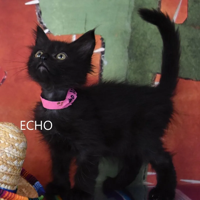 Echo thumbnail 4