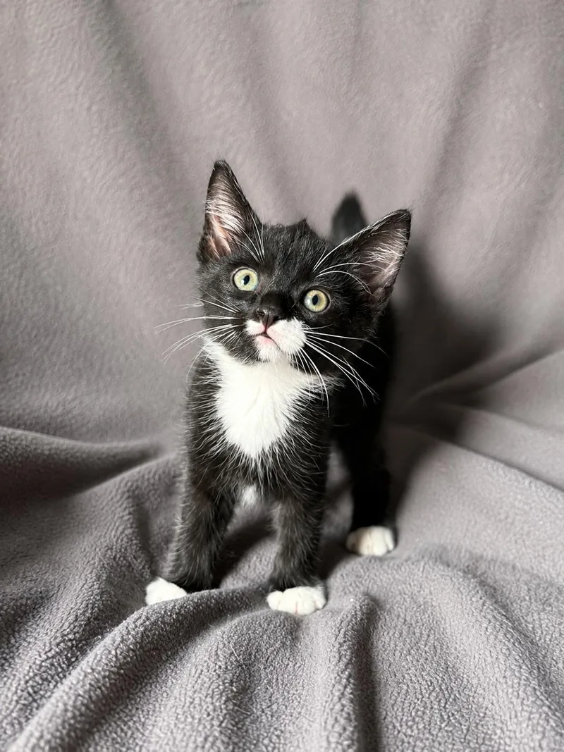 A baby small-sized male Black & White / Tuxedo Domestic Short Hair cat named Hashbrown for adoption in Smicksburg, pa 16256, PA