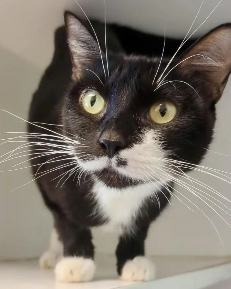 A young medium-sized female Black Domestic Short Hair cat named Maricopa for adoption in Oakland, CA