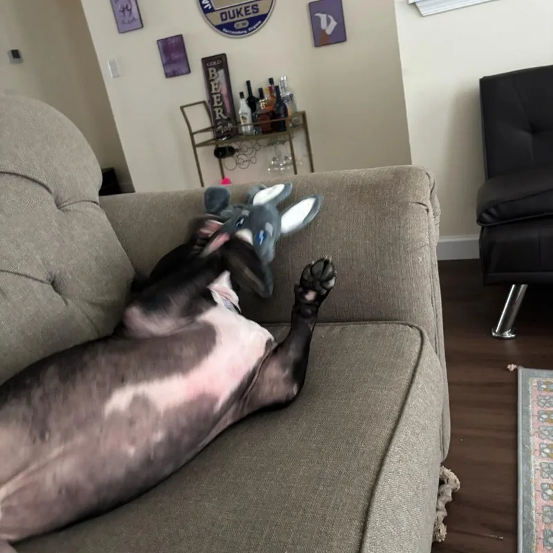 An adult large-sized male Black Pit Bull Terrier dog named Dennis for adoption in Harrisonburg, VA