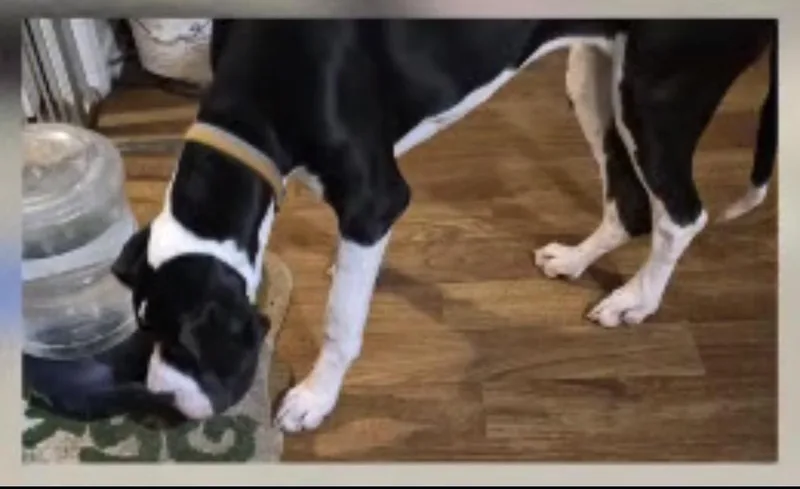 A young large-sized female Great Dane dog named Daphne for adoption in Paoli, IN