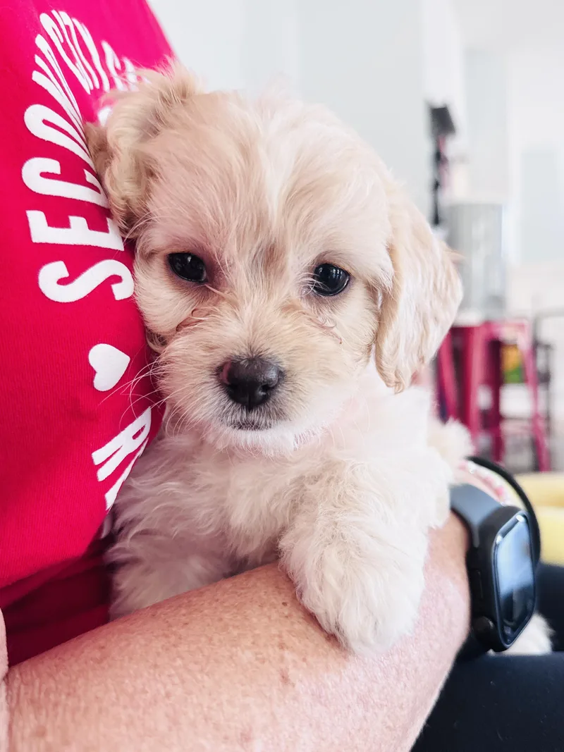 A baby small-sized female Shih Tzu dog named Posie for adoption in Palatine, IL