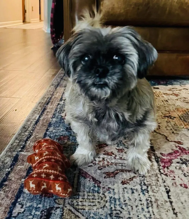 Gidget thumbnail 2