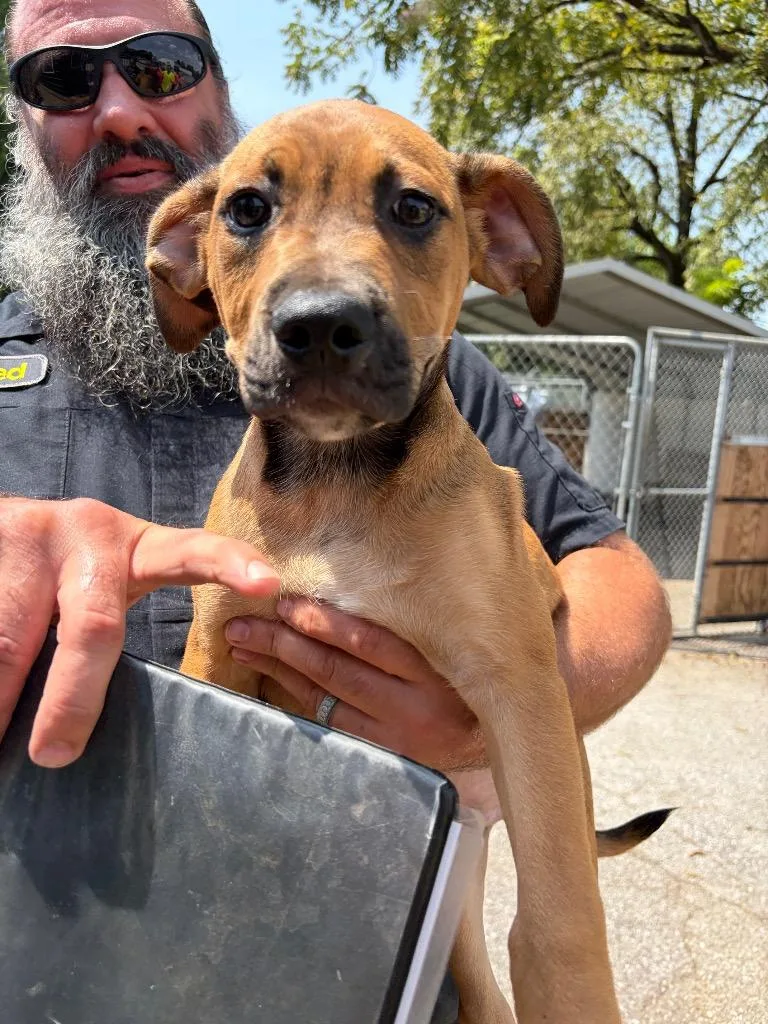 Scrappy Doo thumbnail 2