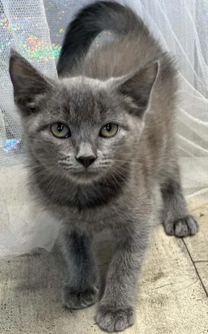 An adult small-sized female Domestic Short Hair cat named Acorn for adoption in Shreveport, LA