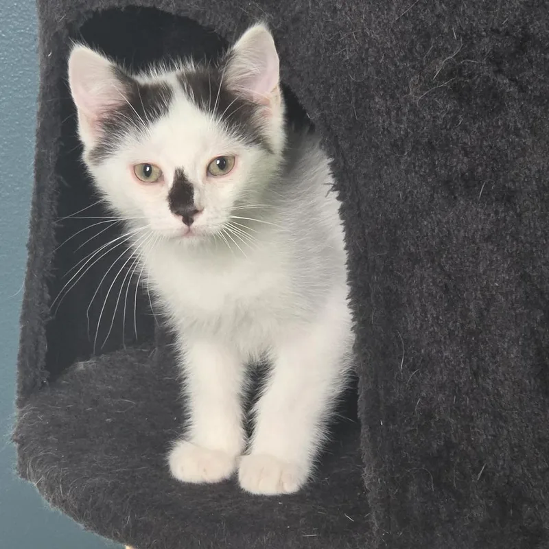 A baby small-sized male White Domestic Short Hair cat named Polyglot for adoption in Baltimore, MD