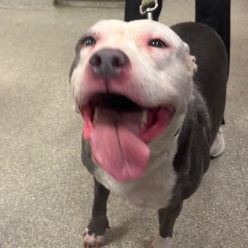 An adult large-sized female White / Cream Mixed Breed dog named Trampoline Queen for adoption in Jacksonville, FL