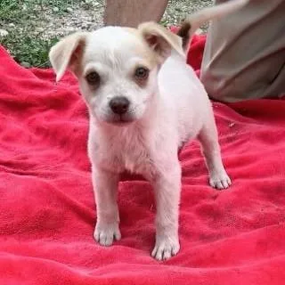A baby medium-sized female White / Cream Labrador Retriever dog named Moxi for adoption in Oceanside, NY