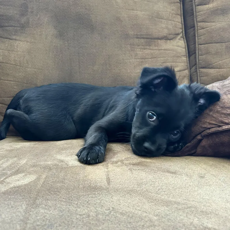 A baby small-sized male Black Rat Terrier dog named Skeletor "Skelly" for adoption in Alvin, TX