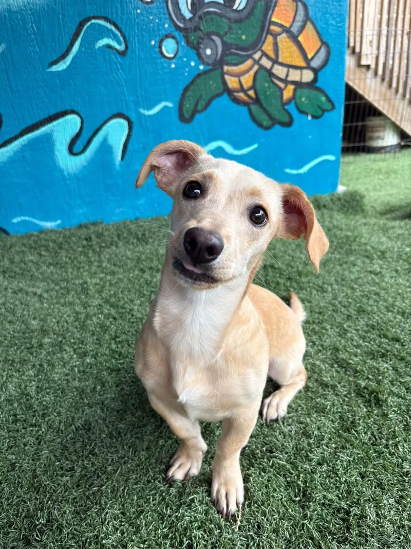 A baby small-sized male Chiweenie dog named Rocky for adoption in Vandergrift, PA