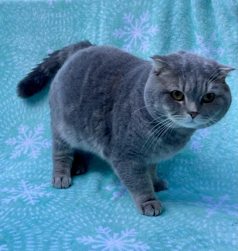 An adult medium-sized male Gray / Blue / Silver British Shorthair cat named Brodie for adoption in Middletown, DE