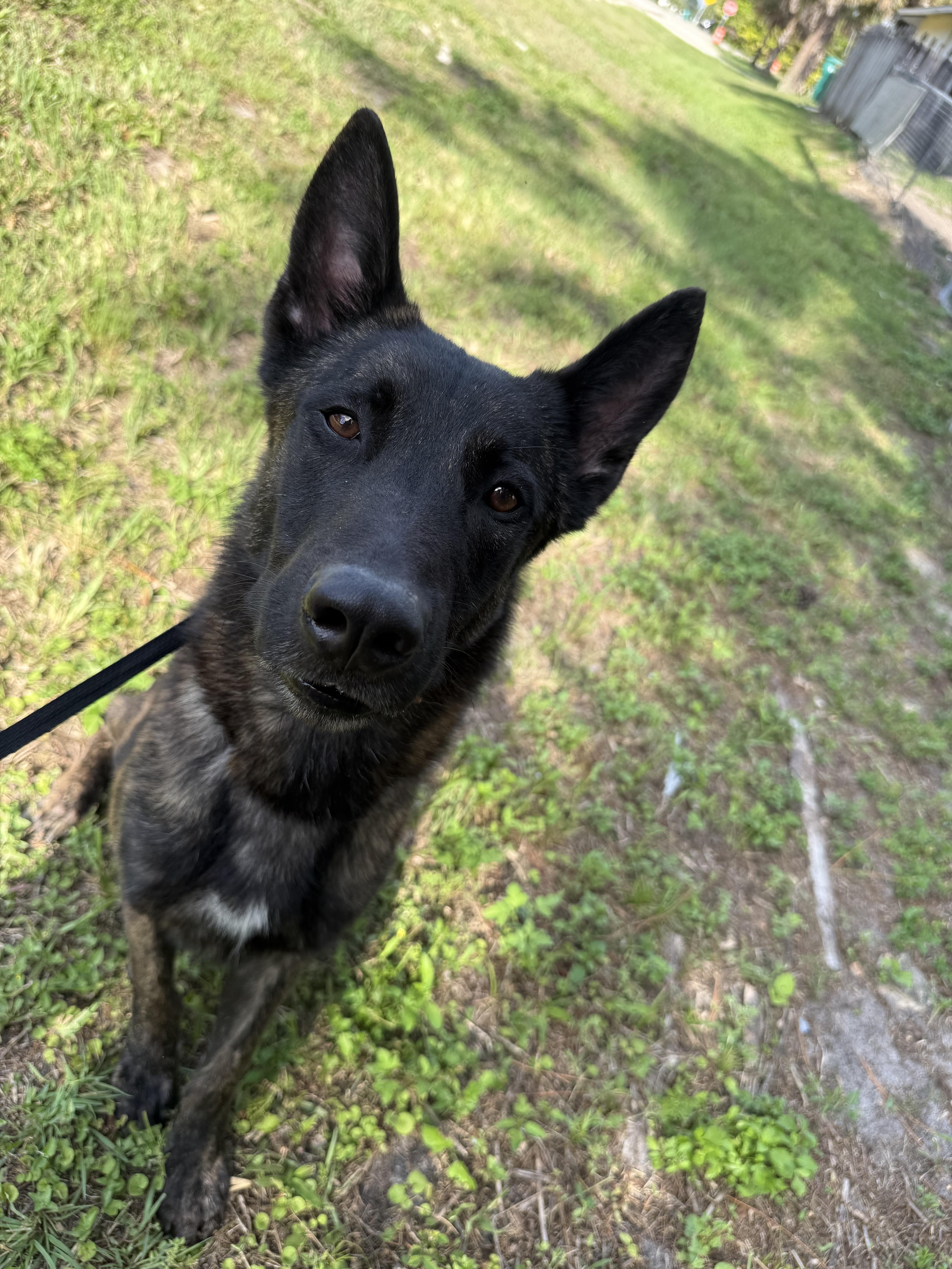 An adult large-sized male Dutch Shepherd dog named Sirius for adoption in Parrish, FL