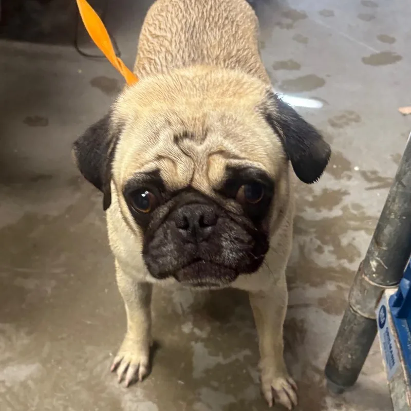 Wilbur