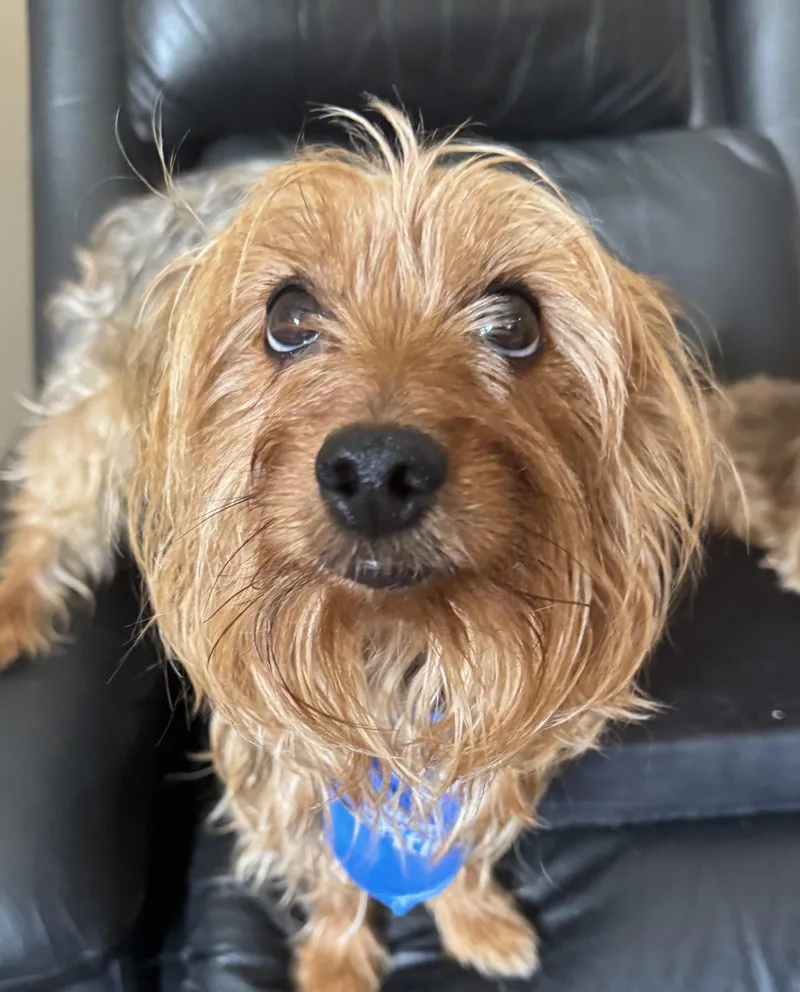 An adult medium-sized male Yorkshire Terrier dog named River for adoption in Utica, MI