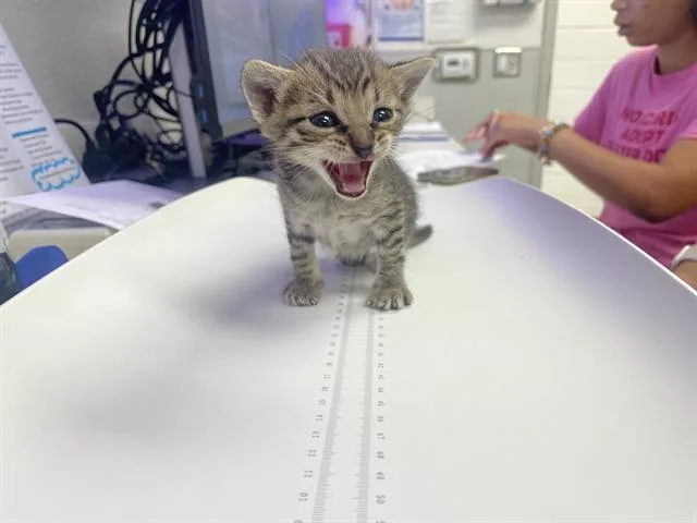 A baby small-sized male Domestic Short Hair cat named Milo for adoption in Rosenberg, TX