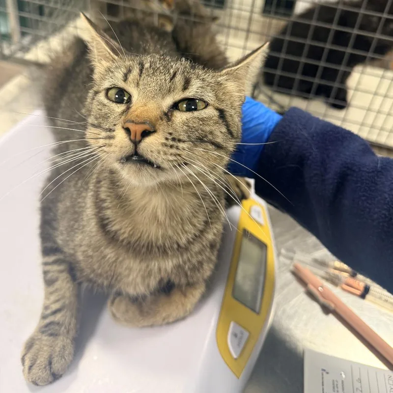 An adult medium-sized female Brown / Chocolate Domestic Short Hair cat named Jelly for adoption in Las Cruces, NM