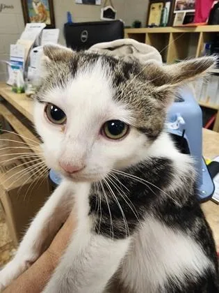 A baby small-sized female Domestic Short Hair cat named Chicken $ for adoption in Seneca, SC
