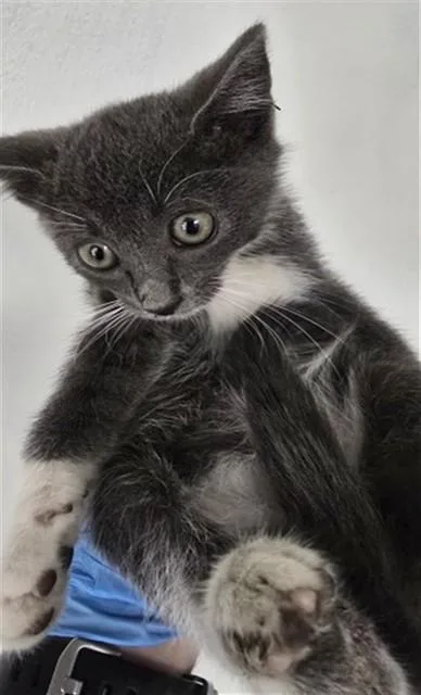 A baby small-sized male Domestic Short Hair cat named Damon for adoption in San Bernardino, CA