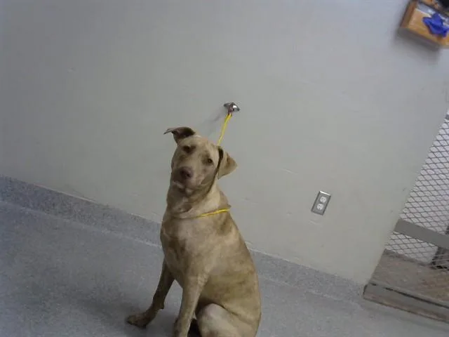 A young small-sized female Pit Bull Terrier dog named Spice for adoption in Pasadena, TX