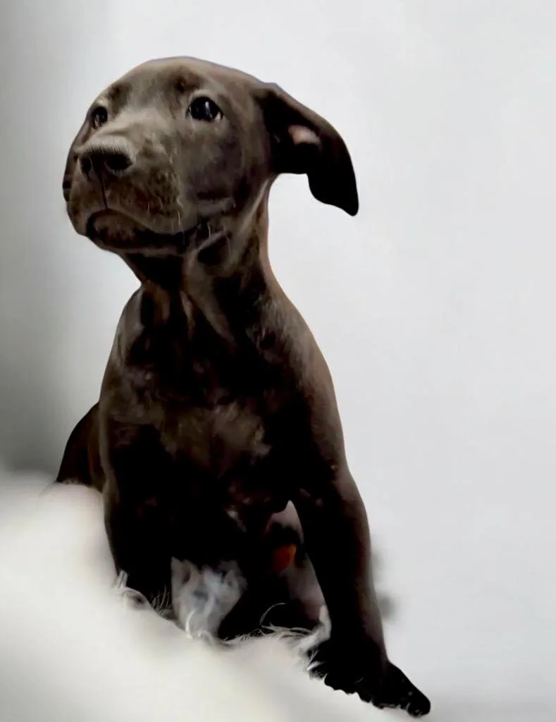 A baby large-sized male Cane Corso dog named Rccorso Mix Puppy! for adoption in Fort Myers, FL