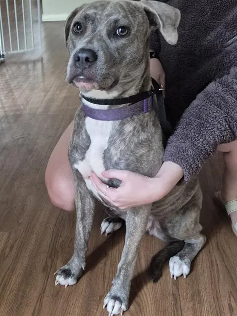 A young medium-sized female American Staffordshire Terrier dog named Bella for adoption in San Antonio, TX