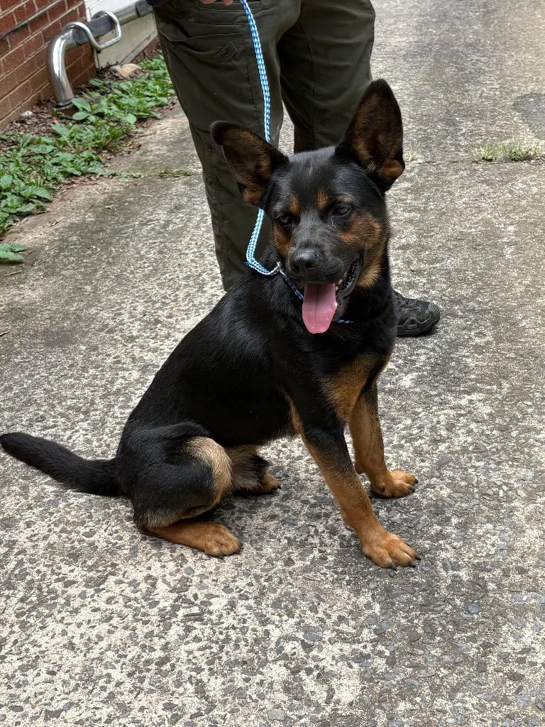 A young large-sized male Mixed Breed dog named Charles Barkley for adoption in Rome, GA