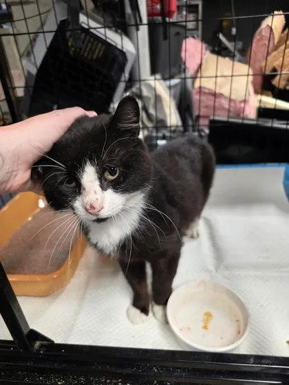 An adult medium-sized male Domestic Short Hair cat named Mayor for adoption in Berwick, PA