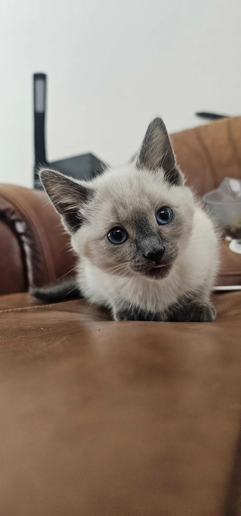 A young medium-sized female Siamese cat named Jessie for adoption in Riverside, CA