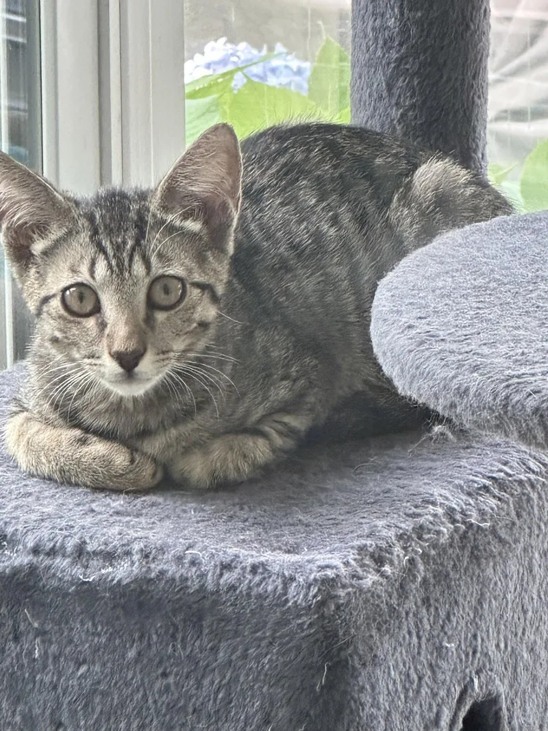 A young medium-sized male Domestic Short Hair cat named Cosmo for adoption in Virginia Beach, VA