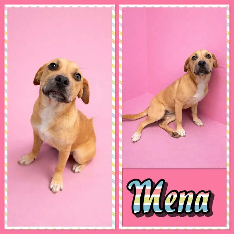 A young medium-sized female Apricot / Beige Retriever dog named Mena for adoption in Seagoville, TX