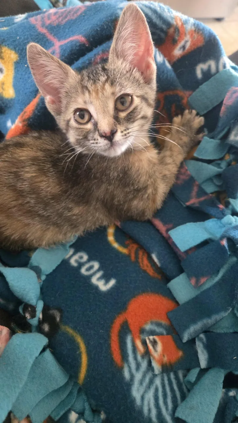 A baby medium-sized female Domestic Short Hair cat named River for adoption in hinckley, IL