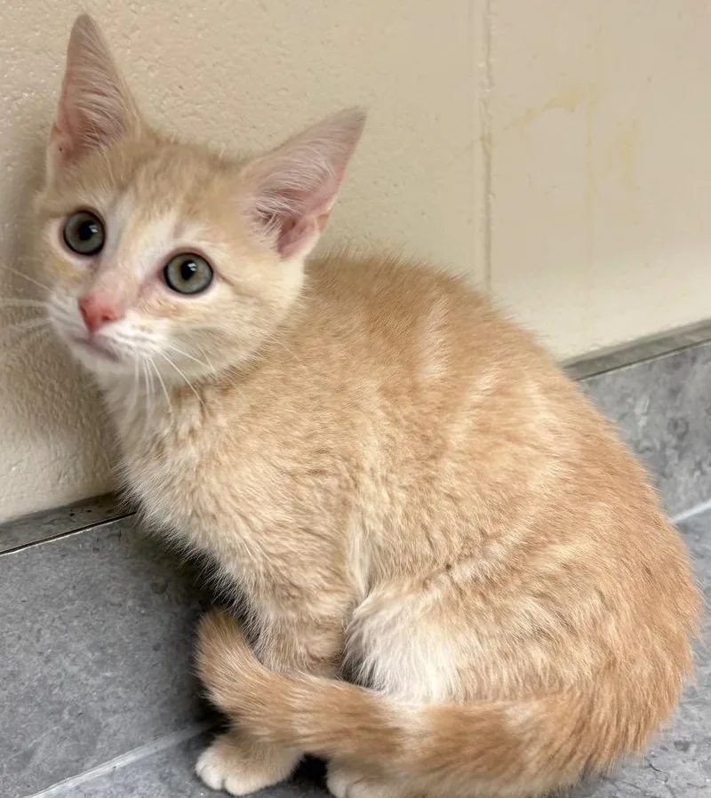 A baby medium-sized male Domestic Short Hair cat named Fairies  Cosmo  for adoption in Greeneville, TN