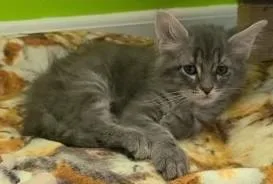 A young small-sized male Domestic Medium Hair cat named Wade for adoption in Elizabeth, IL