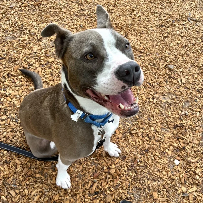 An adult large-sized female White / Cream Mixed Breed dog named Daylights for adoption in Jacksonville, FL