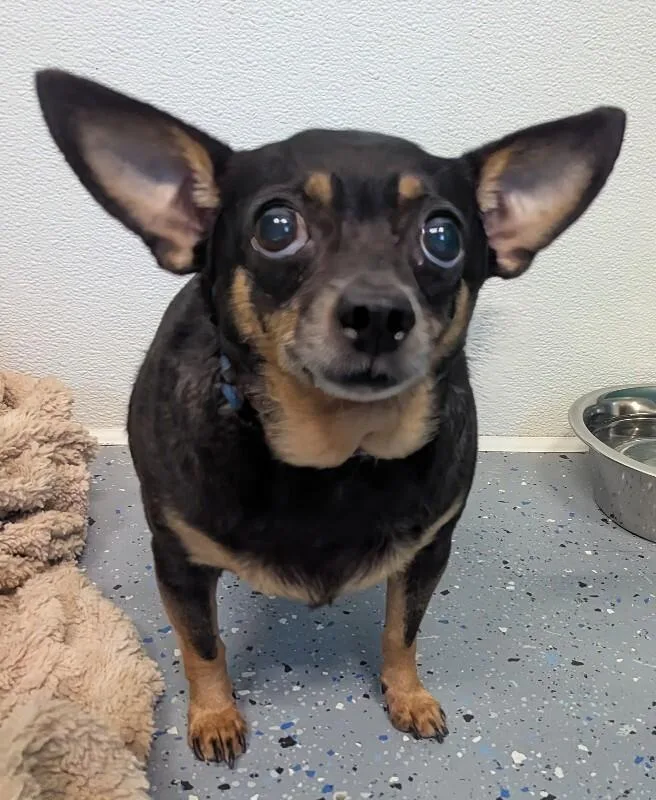 An adult small-sized female Chihuahua dog named Mitzi for adoption in Yankton, SD