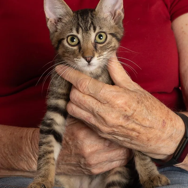 A baby small-sized male Brown / Chocolate Domestic Short Hair cat named Shadow for adoption in Tulsa, OK