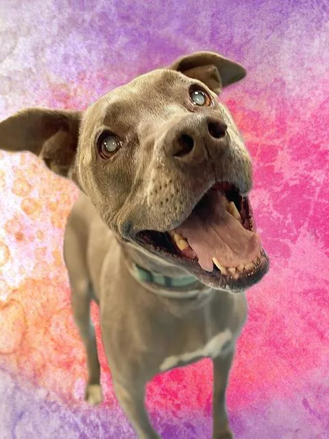 An adult large-sized female Pit Bull Terrier dog named Olivia for adoption in Tucson, AZ