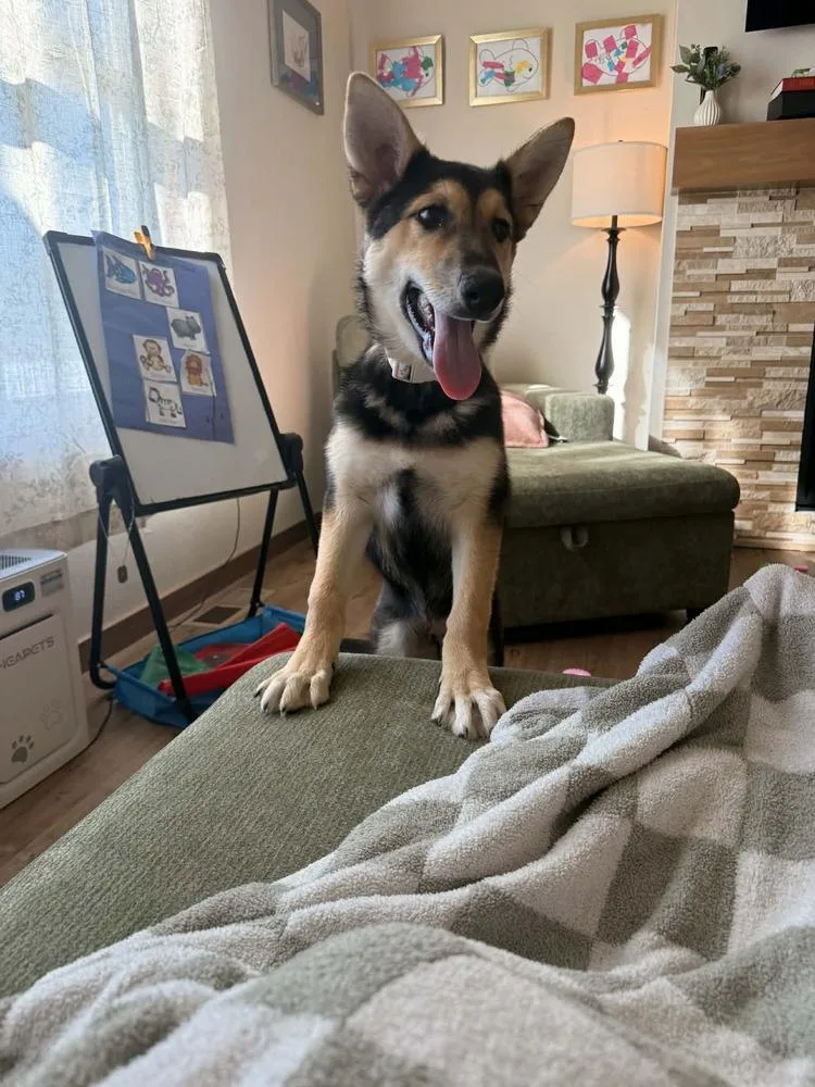 A baby small-sized female Brown / Chocolate German Shepherd Dog dog named Lina for adoption in Fredonia, WI