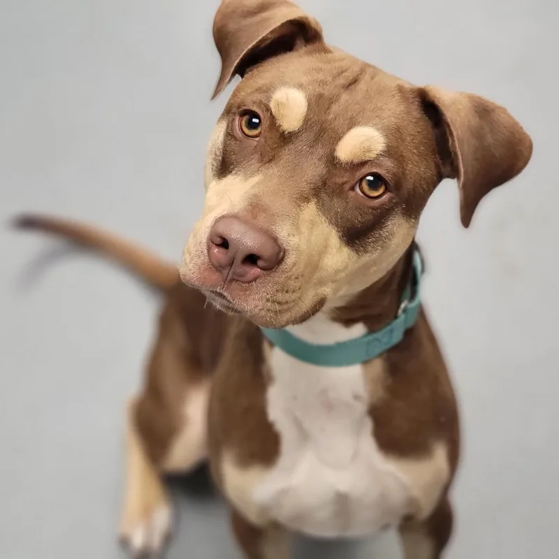 A young medium-sized male Brown / Chocolate Mixed Breed dog named Ansel for adoption in Sarasota, FL