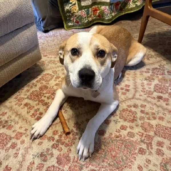 Sierra   Star thumbnail 3