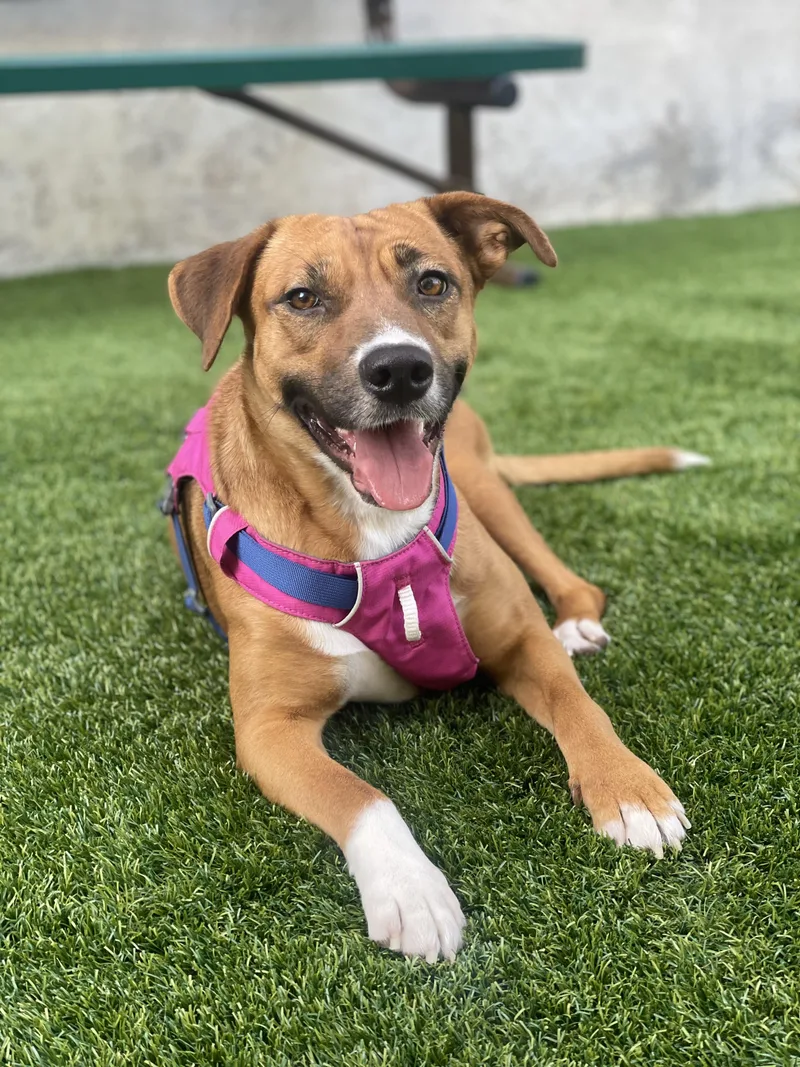 An adult medium-sized female Golden Hound dog named Rosie for adoption in Houston, TX