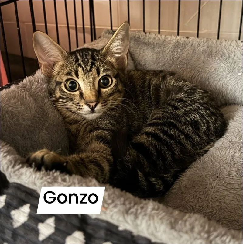Gonzo thumbnail 4