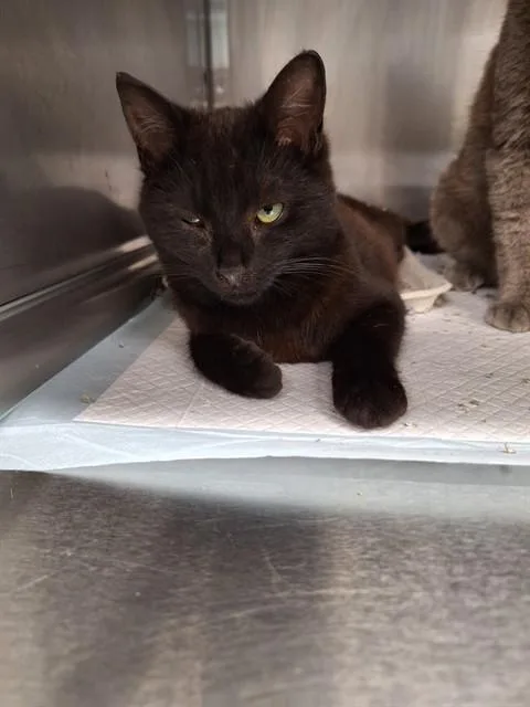A young small-sized male Domestic Short Hair cat named Nolan for adoption in Westminster, MD