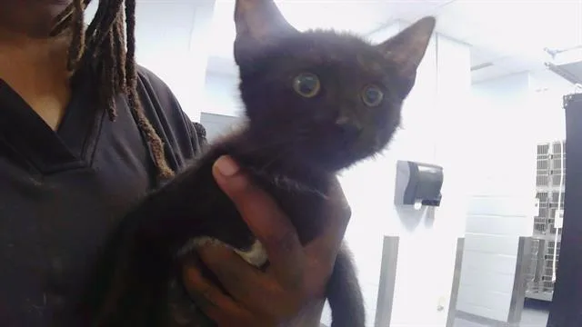 A baby medium-sized female Domestic Short Hair cat named Raven for adoption in Charlotte, NC