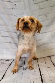 An adult small-sized male Yorkshire Terrier dog named Shadow for adoption in Dothan, AL
