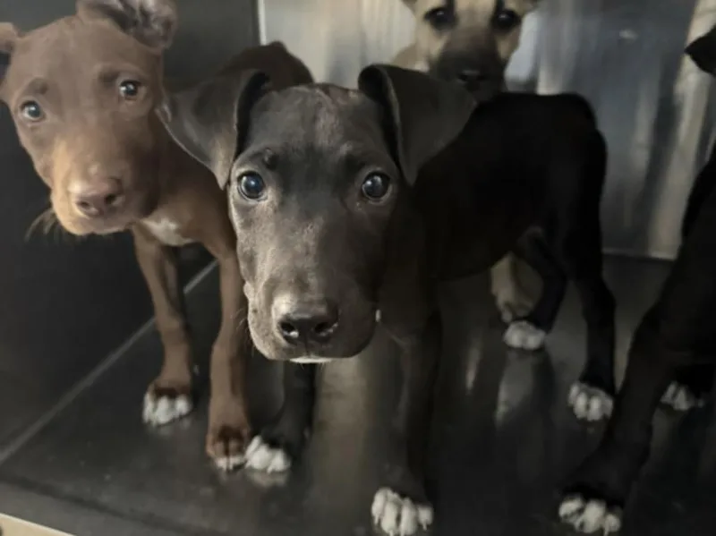 A baby large-sized female Staffordshire Bull Terrier dog named Daphne for adoption in Los Angeles, CA