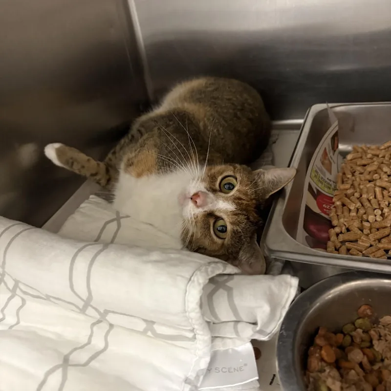 An adult small-sized female Calico Domestic Short Hair cat named Apple Jacks for adoption in Elberon, VA