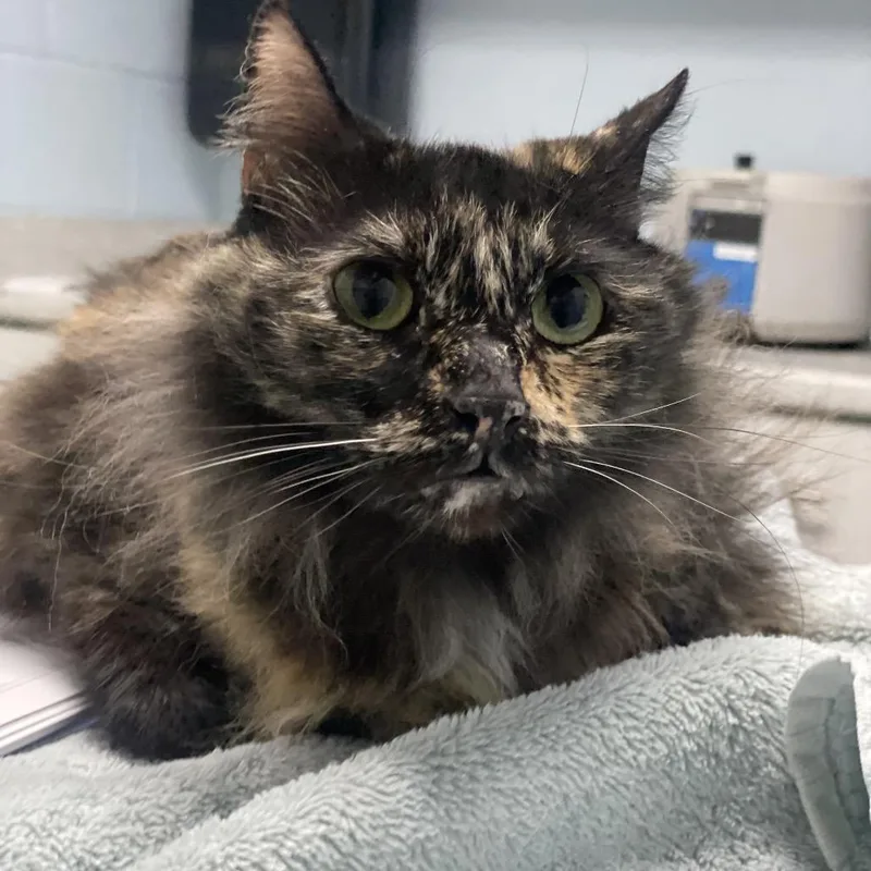 An adult medium-sized female Tortoiseshell Domestic Medium Hair cat named Anya for adoption in Riverside, CA